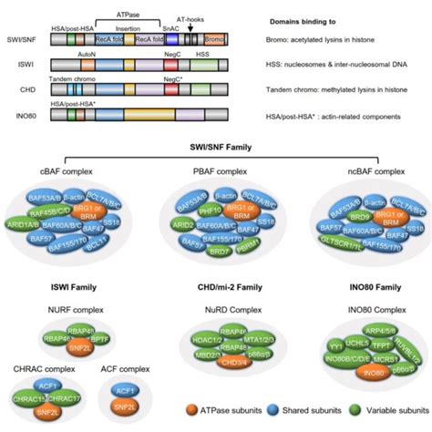 Domain Organization And Composition Of Chromatin Remodeling Complex