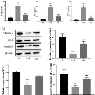 Effect Of OE On LPS Induced Caco 2 Cell Apoptosis A Flow Cytometry