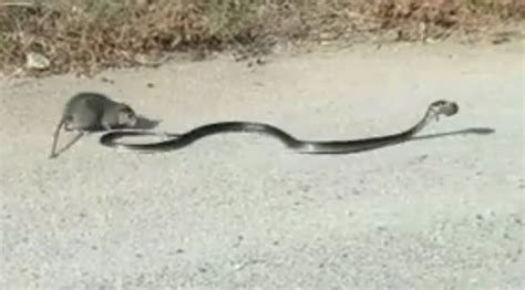 Watch This Rat Mom Bravely Fight Off a Snake To Rescue Her Baby - Your ...