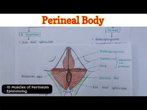 Perineal Body Perineum 2 6 YouTube