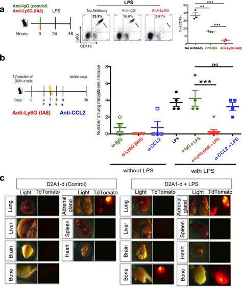 Neutrophil Depletion Inhibits Reactivation Of Latent DTCs A Schematic