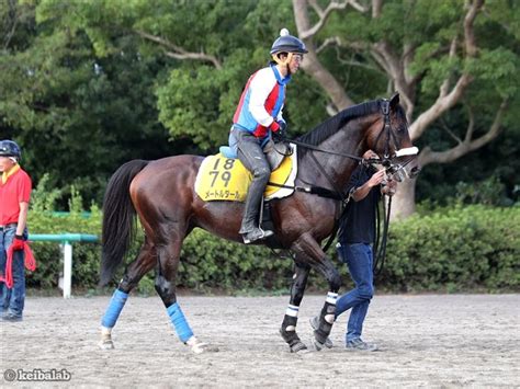 【京都大賞典】春の天皇賞2着馬グローリーヴェイズ＆メートルダールの1週前追い切りコメント 競馬ニュース 競馬ラボ