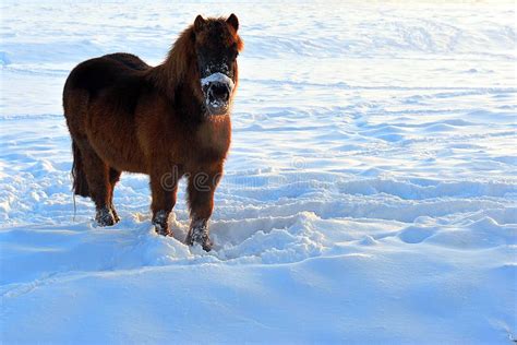 Light Brown And White Horse On Snow Covered Meadow Stock Photo - Image of snow, farm: 126445078