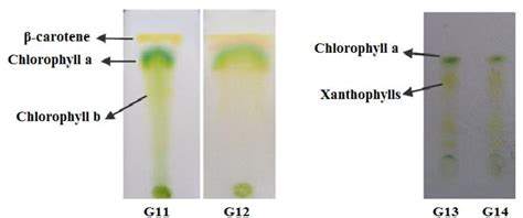 Separation Of Algal Pigments By Thin Layer Chromatography Tlc And