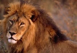 My favorite animal “The Lion” » Nethraa