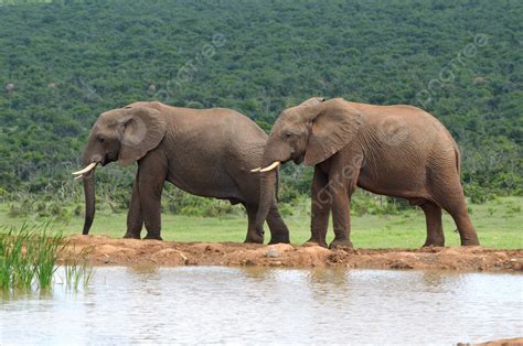 Elephantsaddo Gajah Taman Nasional Afrika Selatan Alam Afrika Hewan