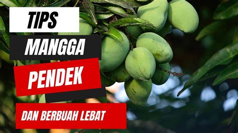 Cara Pruning Mangga Tahap1 YouTube