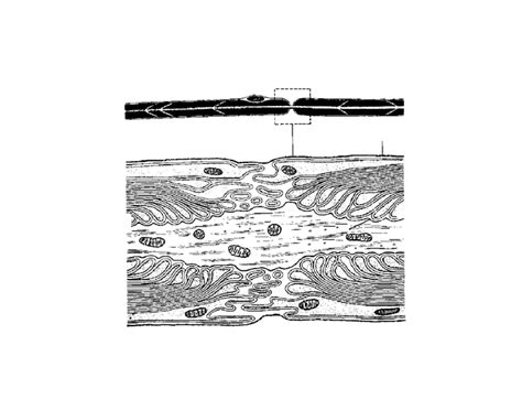 Node of Ranvier - Histology of Nerve Tissue Quiz