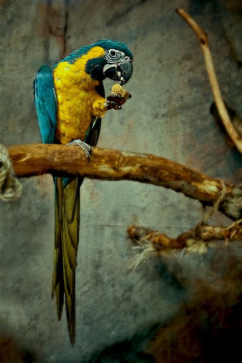 Free Images Branch Bird Wildlife Beak Fauna Claw Macaw Eating