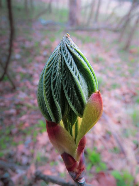 Buckeye Buds Foray