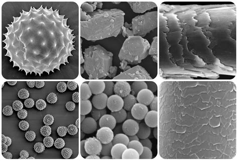 Scanning Electron Microscopy Sem Services