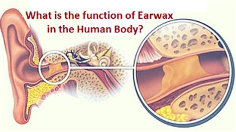 Why Do We Have Earwax And What Is Its Function