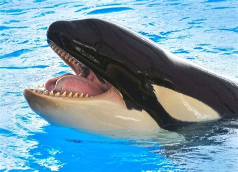 Orca Lifespan How Long Do Orcas Live A Z Animals