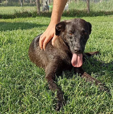 Alma Dolcissima Simil Labrador Nera Cane A Latina In Regalo