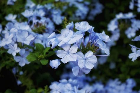 Do Forget Me Nots Grow On Trees Shrub Bush Tree Appa Flickr