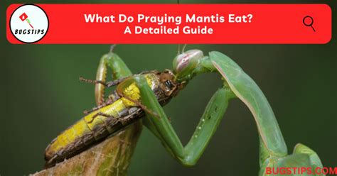 What Do Praying Mantis Eat? A Detailed Guide - BugsTips