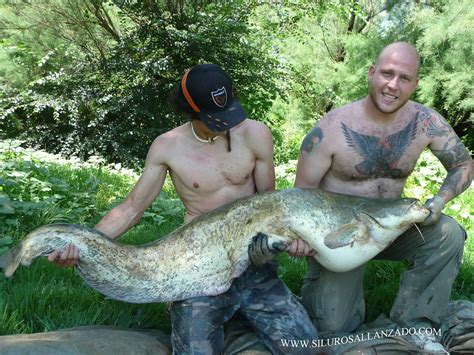 PESCA DEL SILURO EN EL EBRO PESCA DE SILUROS A PELLETS