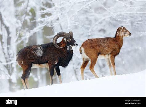 Mouflon Ovis Orientalis Horned Animal In Snow Nature Habitat Close