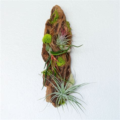 Tillandsia Wall Display Air Plants Tillandsia Wall Air Plant Display