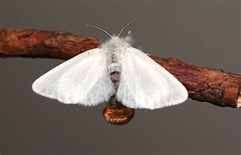 Meet The Brown Tail Moth Euproctis Chrysorrhoea