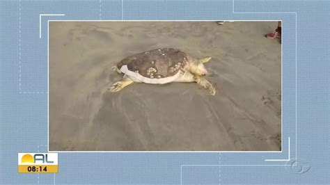 Tartaruga Morta Encontrada Na Praia De Ponta Verde Em Macei