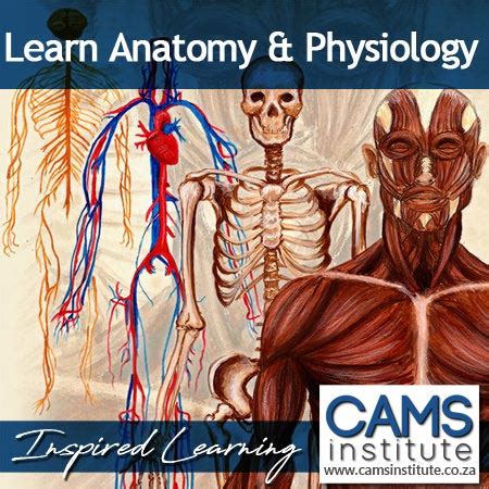 Anatomy And Physiology Certificate Course Cams Institute Your