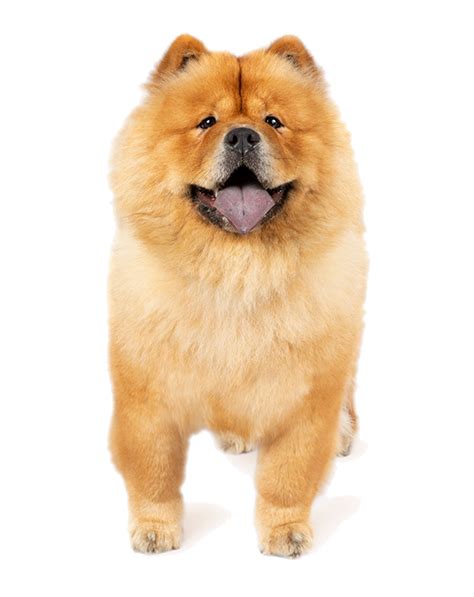 Chow Chow: Temperament, Lifespan, Grooming, Training | Petplan