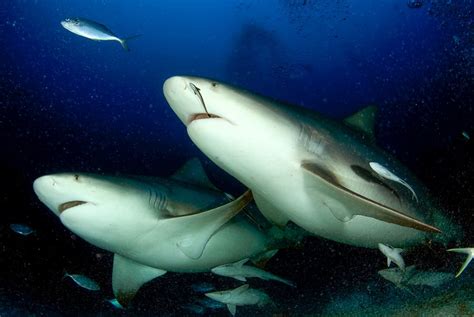 Diving with Bull Sharks | Pro Dive International