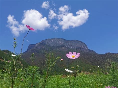 Himmel Blumen Und Pflanzen Kostenloses Foto Auf Pixabay Pixabay