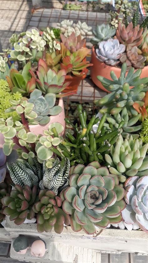 Succulent Arrangement [Video] | Succulent arrangements, Succulent ...