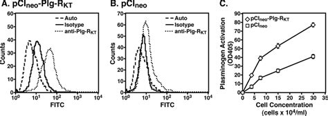 Overexpression Of Plg R Kt Increases Cell Surface Plasminogen