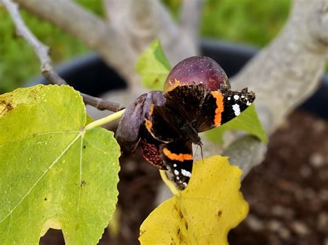 Vijg Ficus Carica Brown Turkey Kopen