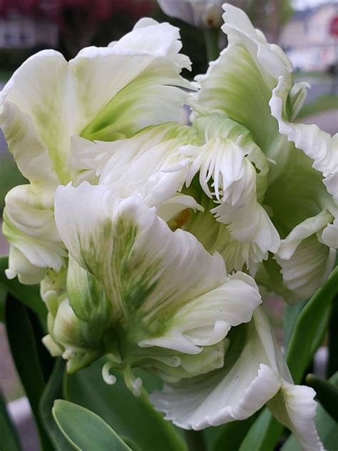 Green Parrot Tulip 1 Etsy