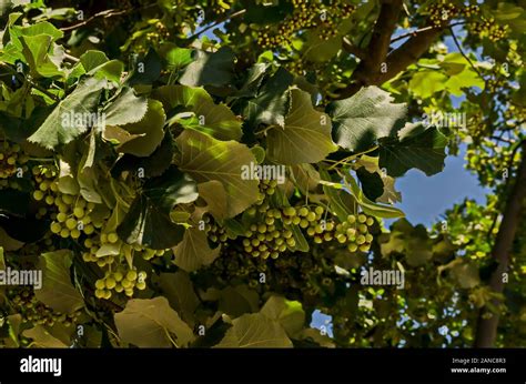 Linden tree seeds hi-res stock photography and images - Alamy