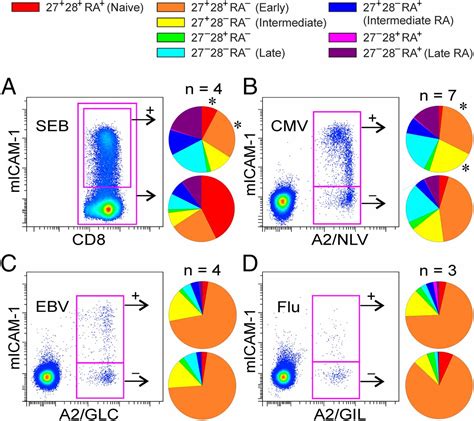 Activated Integrins Identify Functional Antigen Specific CD8 T Cells