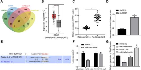 irak  highly expressed  radioresistant ec tissues  cells