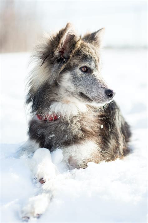 All You Need To Know About The Husky Collie Mix