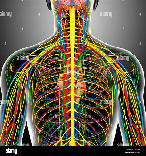 Back Anatomy Pic At David Faust Blog