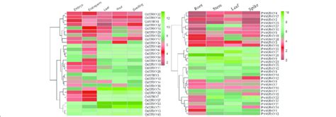 Relative Expression Level Of Pmwrky Genes Left And Homologous