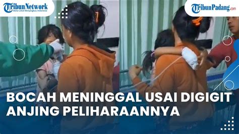 Bocah Ini Meninggal Usai Digigit Anjing Peliharannya Sempat Kejang