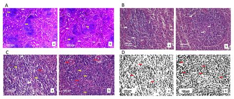 Micrographs Of The Histological Cross Section Of The Rat Spleen Of The Download Scientific