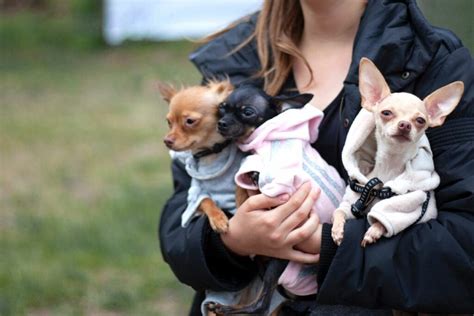 7 Types Of Chihuahuas: Apple Heads, Pear Heads & More - WAF