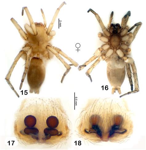 Epigyne And Female Habitus Of Sidydrassus Shumakovi 15 Habitus Dorsal