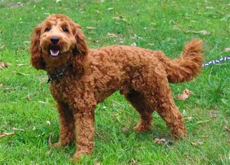 Red Mini Australian Labradoodles | Ashford Manor Labradoodles