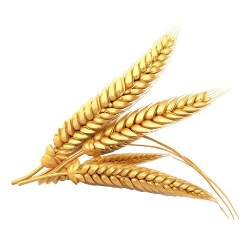 Thanksgiving Object Wheat 3d Illustration Wheat Thanksgiving Autumn