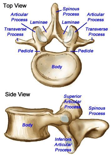 Understanding Transversospinales The Deep Intrinsic Muscles Of The