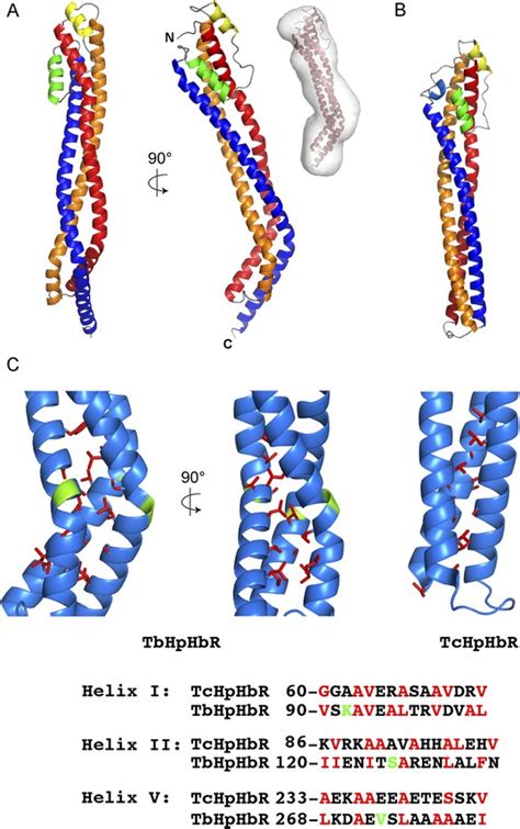 Figures And Data In Structural Basis For Ligand And Innate Immunity