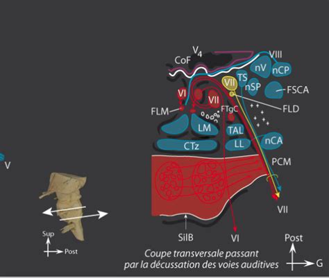 Coupe transversale à travers la jonction moelle allongée pont inférieur