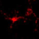 Microglia markers | Abcam