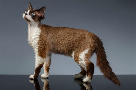 Devon Rex | Animal World